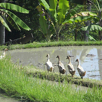 Photo de Bali - Banjar et Gitgit